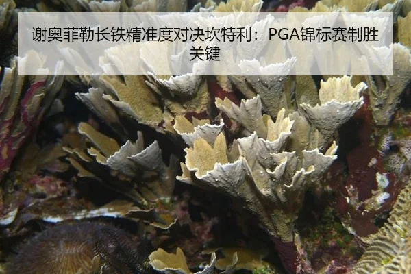 谢奥菲勒长铁精准度对决坎特利：PGA锦标赛制胜关键